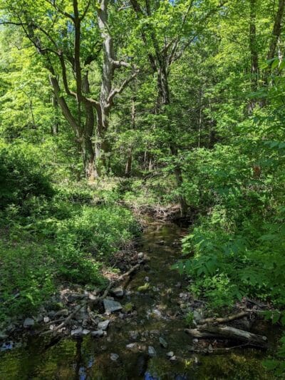 Trout Brook Valley Preserve - Weston, CT
