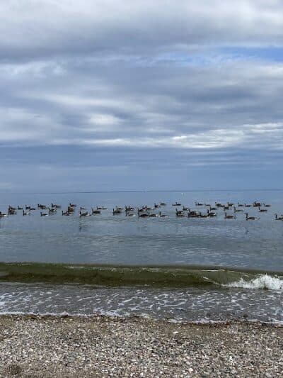 Sherwood Island State Park - Westport, CT