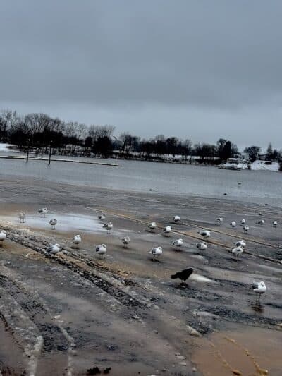Cove Park Wethersfield - Wethersfield, CT