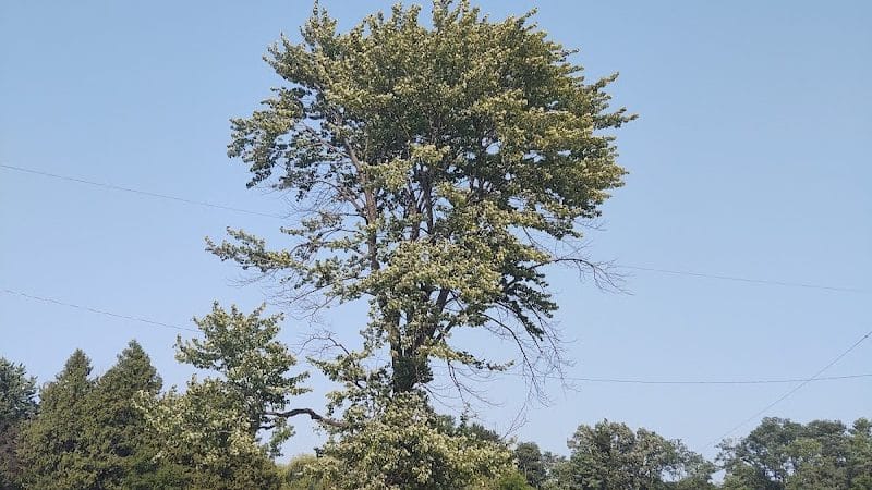 Stevenson Park - Weyauwega, WI