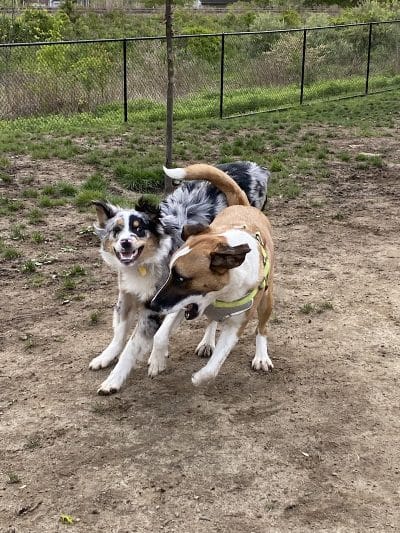 Wharton Dog Park - Wharton, NJ