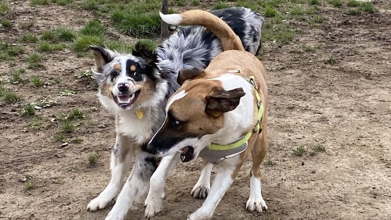 Wharton Dog Park - Wharton, NJ