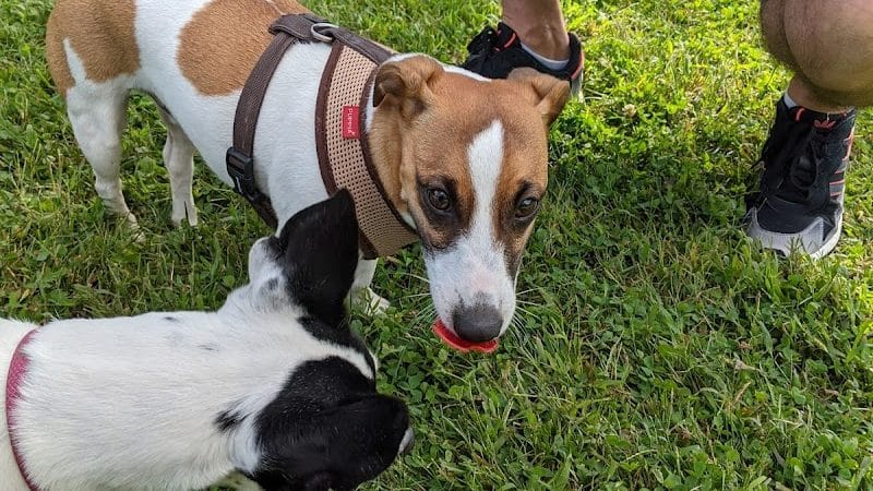 Wharton Dog Park - Wharton, NJ