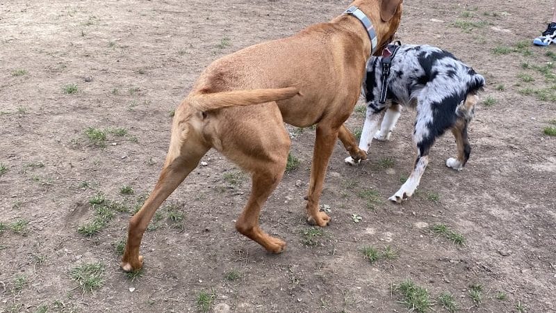 Wharton Dog Park - Wharton, NJ