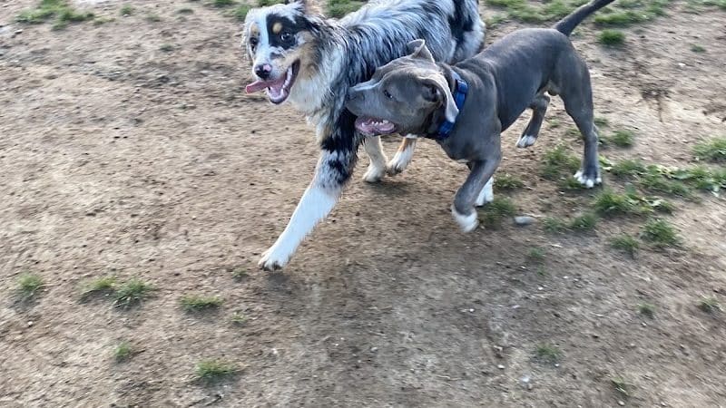 Wharton Dog Park - Wharton, NJ