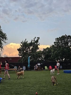 Barks & Brews