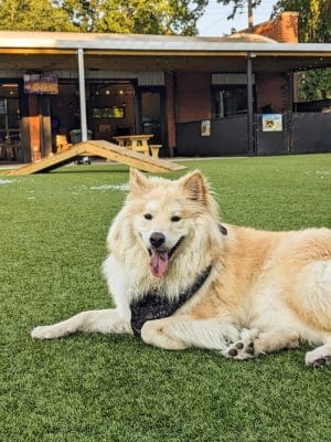 Barks & Brews