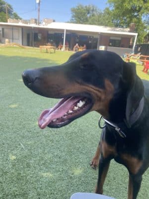 Barks & Brews