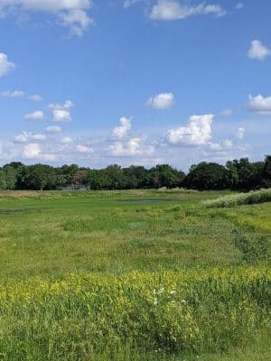 Buffalo Park
