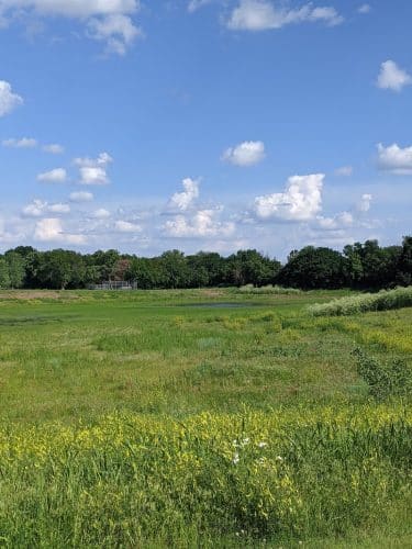 Buffalo Park