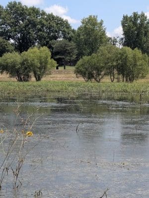 Buffalo Park
