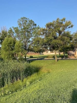 Meadows Park
