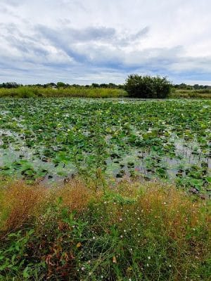 Pracht Wetlands Park
