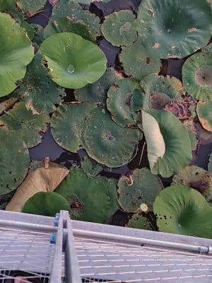 Pracht Wetlands Park