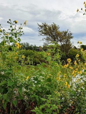 Pracht Wetlands Park