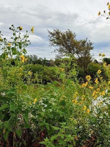 Pracht Wetlands Park
