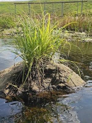 Shetucket Plains Road Park