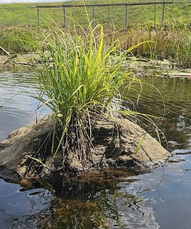 Shetucket Plains Road Park