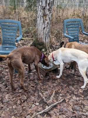Willow Creek Dog Park