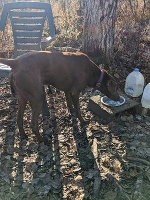 Willow Creek Dog Park