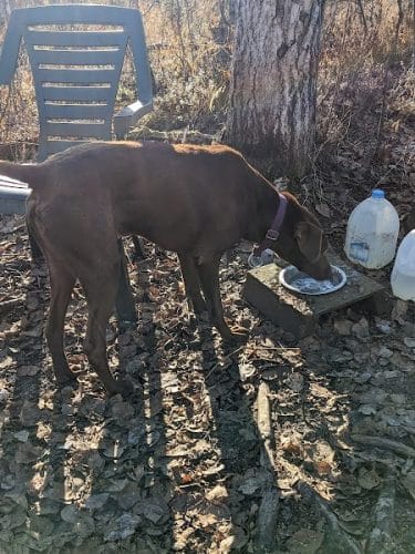 Willow Creek Dog Park