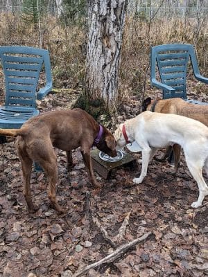 Willow Creek Dog Park