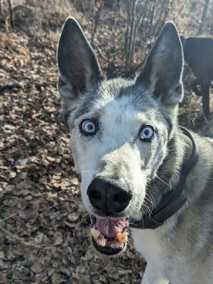 Willow Creek Dog Park