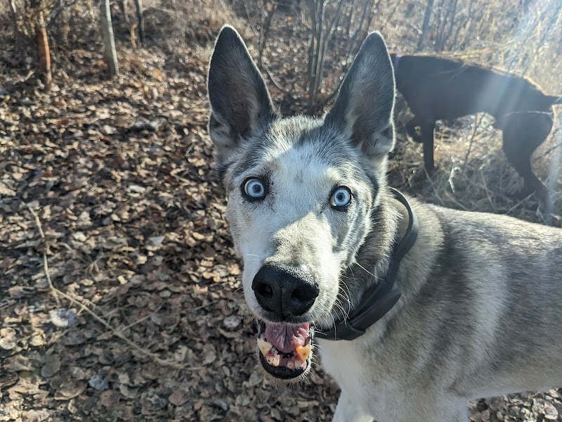 Willow Creek Dog Park - Willow, AK