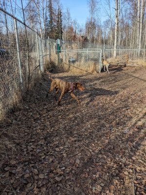 Willow Creek Dog Park