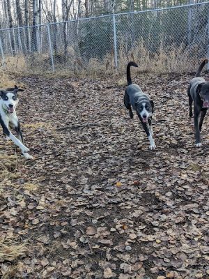 Willow Creek Dog Park