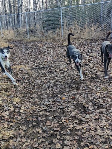 Willow Creek Dog Park
