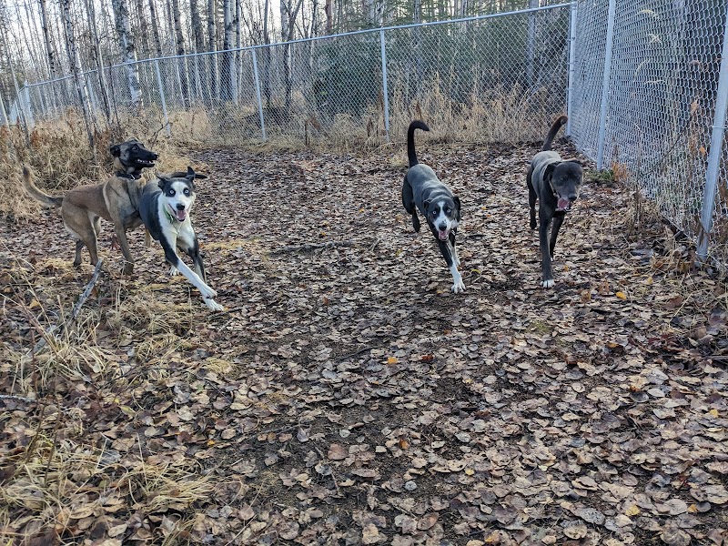 Willow Creek Dog Park - Willow, AK