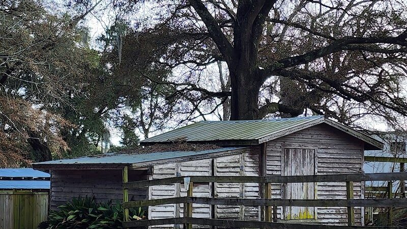 Abbey Nature Preserve - Wilmington, NC