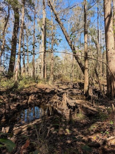 Abbey Nature Preserve - Wilmington, NC