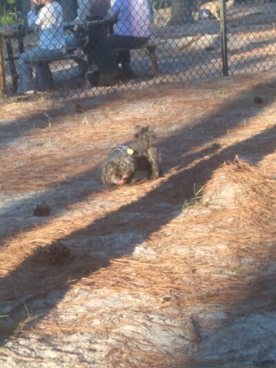 Aspire 349 Dog Park - Wilmington, NC