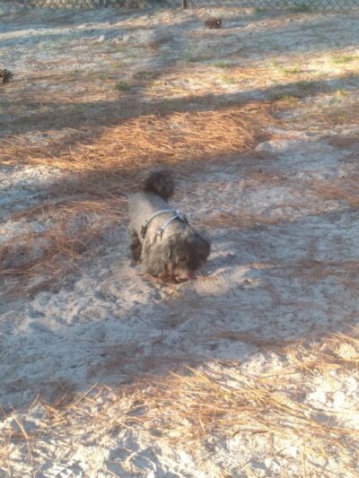 Long Leaf Dog Park - Wilmington, NC