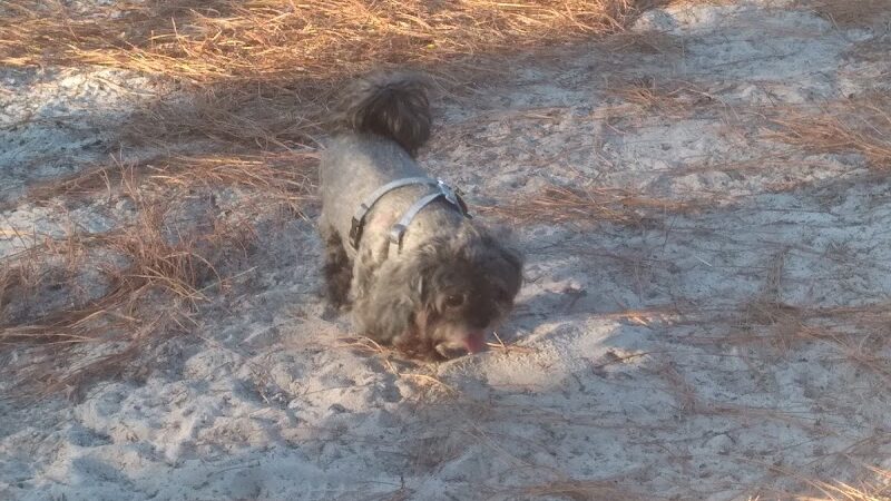 Long Leaf Dog Park - Wilmington, NC