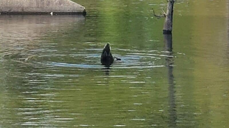 Ogden Park - Wilmington, NC