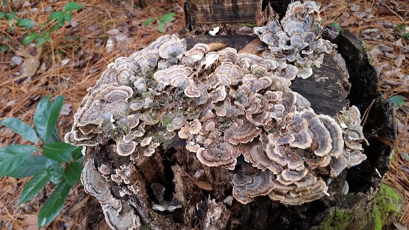 Pages Creek Park Preserve - Wilmington, NC