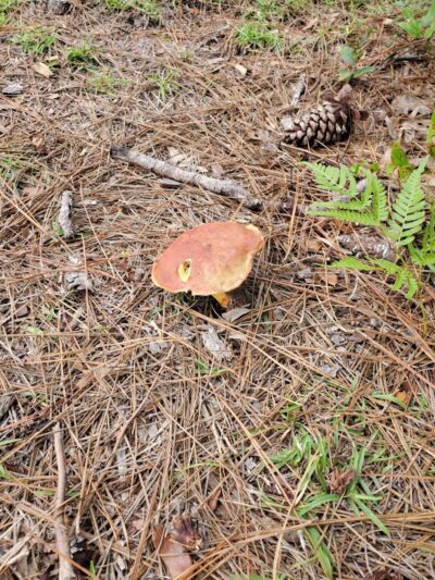 Veteran's Park - Nature Reserve and walking trails - Wilmington, NC