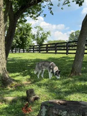 Legacy Dog Park