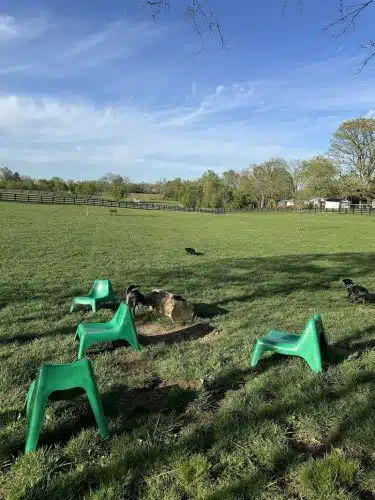 Legacy Dog Park