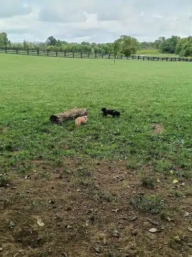 Legacy Dog Park