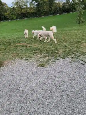 Legacy Dog Park
