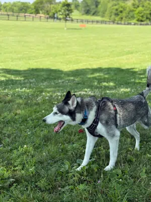 Legacy Dog Park