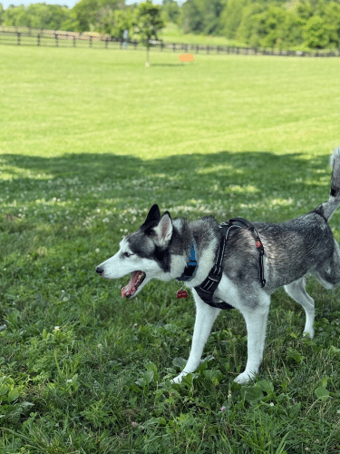 Legacy Dog Park
