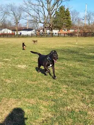 Legacy Dog Park