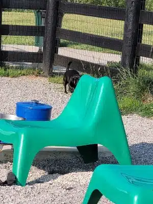 Legacy Dog Park