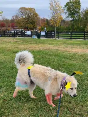 Legacy Dog Park