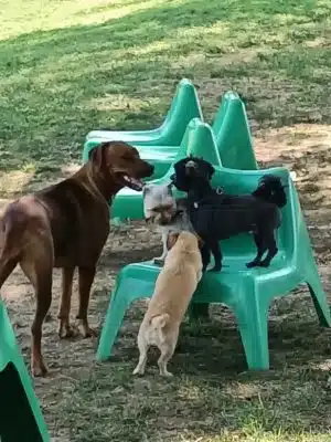 Legacy Dog Park